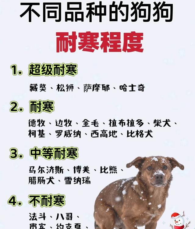 狗狗怕冷吗冬天