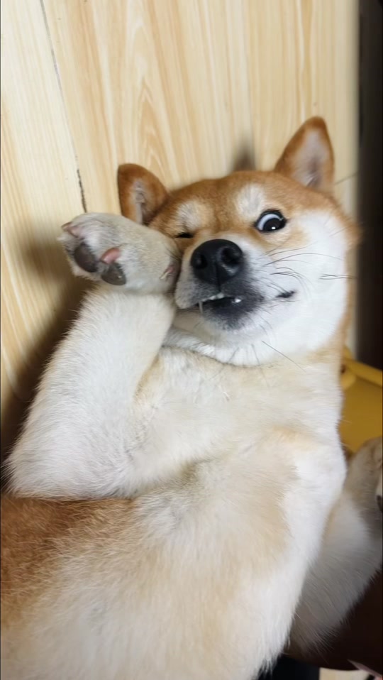 微信柴犬表情包gif