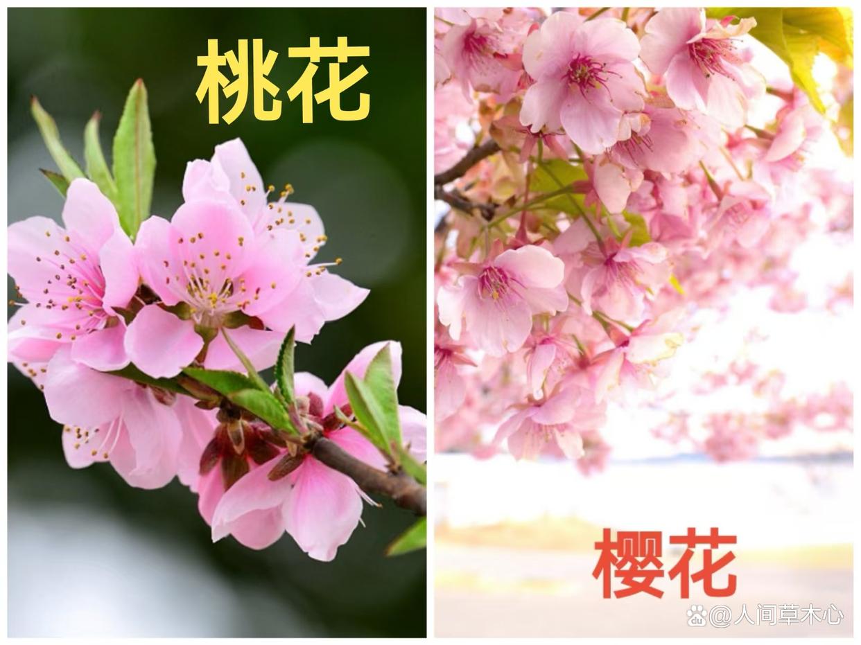 樱花和桃花是一种花吗?