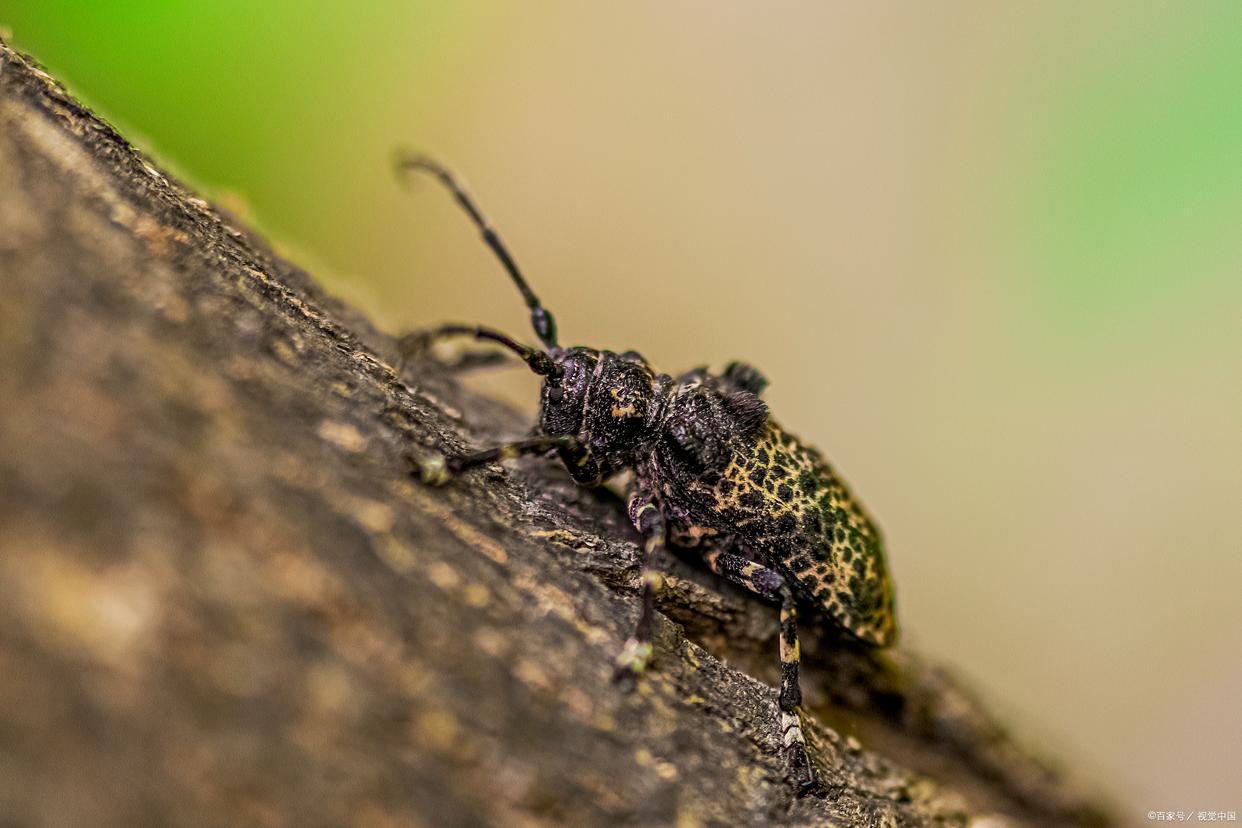 天牛吃什么食物为主