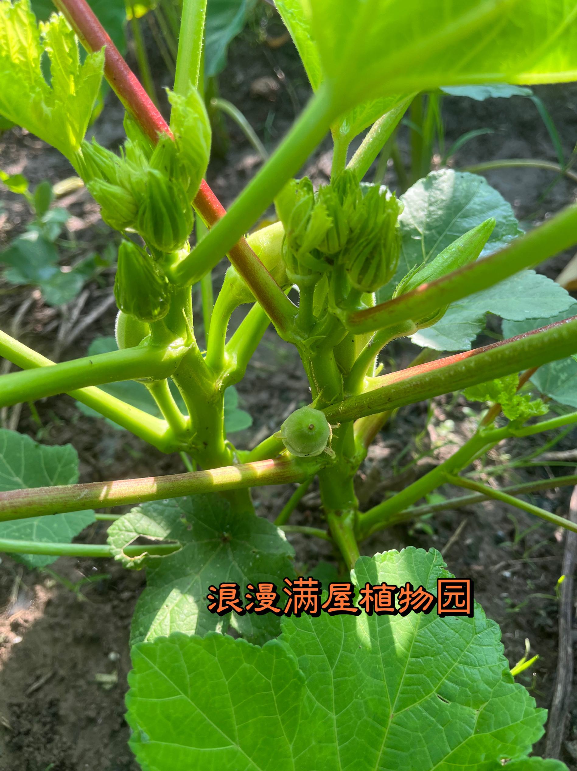 黄秋葵种植时间和方法盆栽