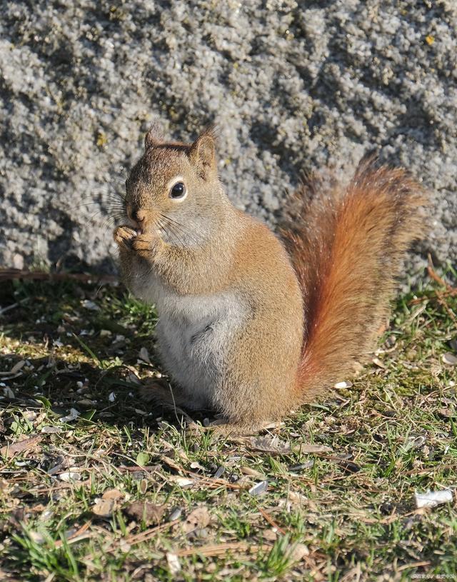 松鼠的尾巴有什么用处?
