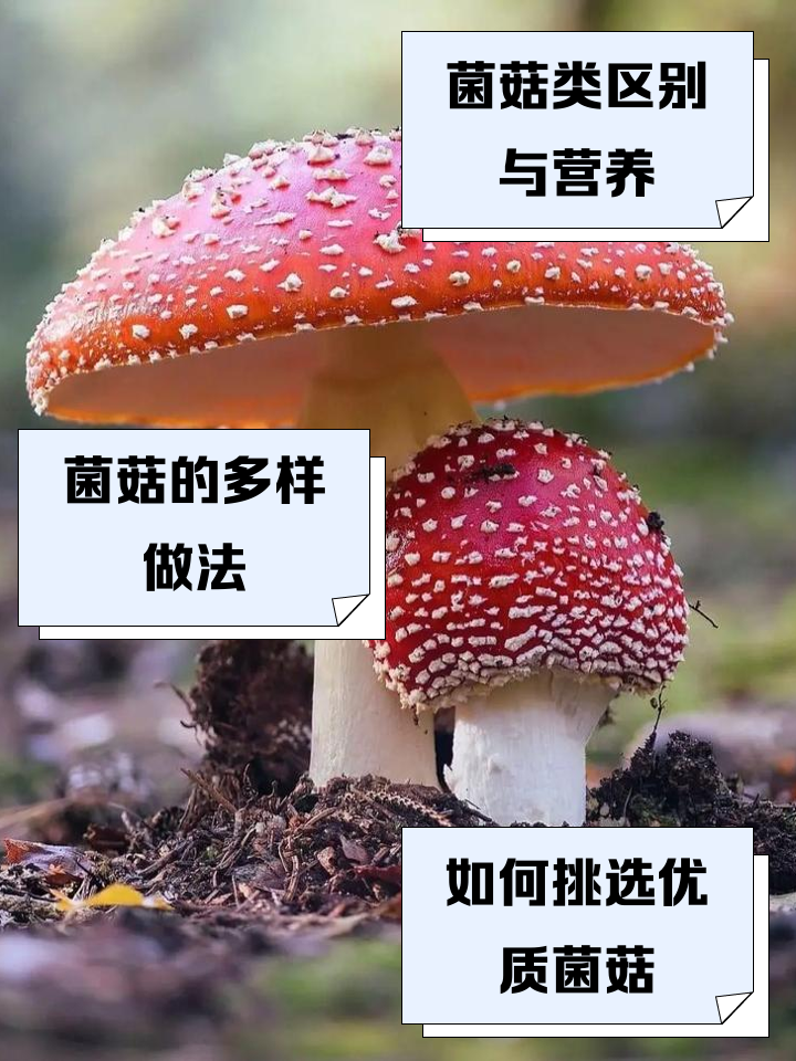 蕈怎么读音是什么意思