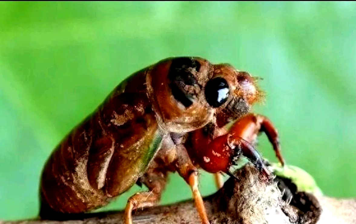 吃知了猴对身体有什么好处