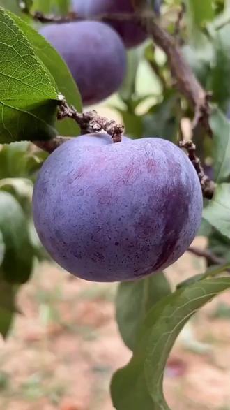 黑布林有点苦正常吗