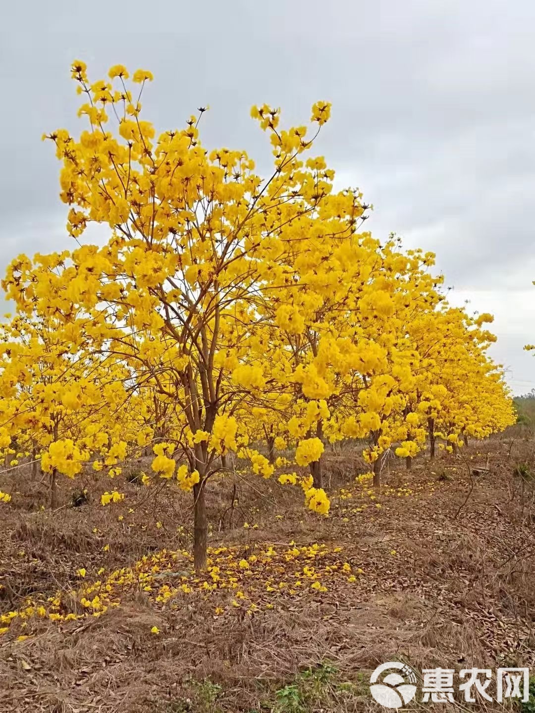 黄花风铃木介绍