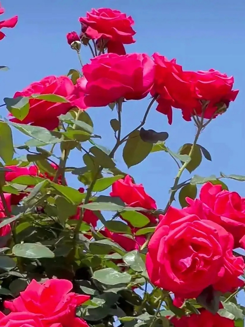 天天象棋业9之后是什么