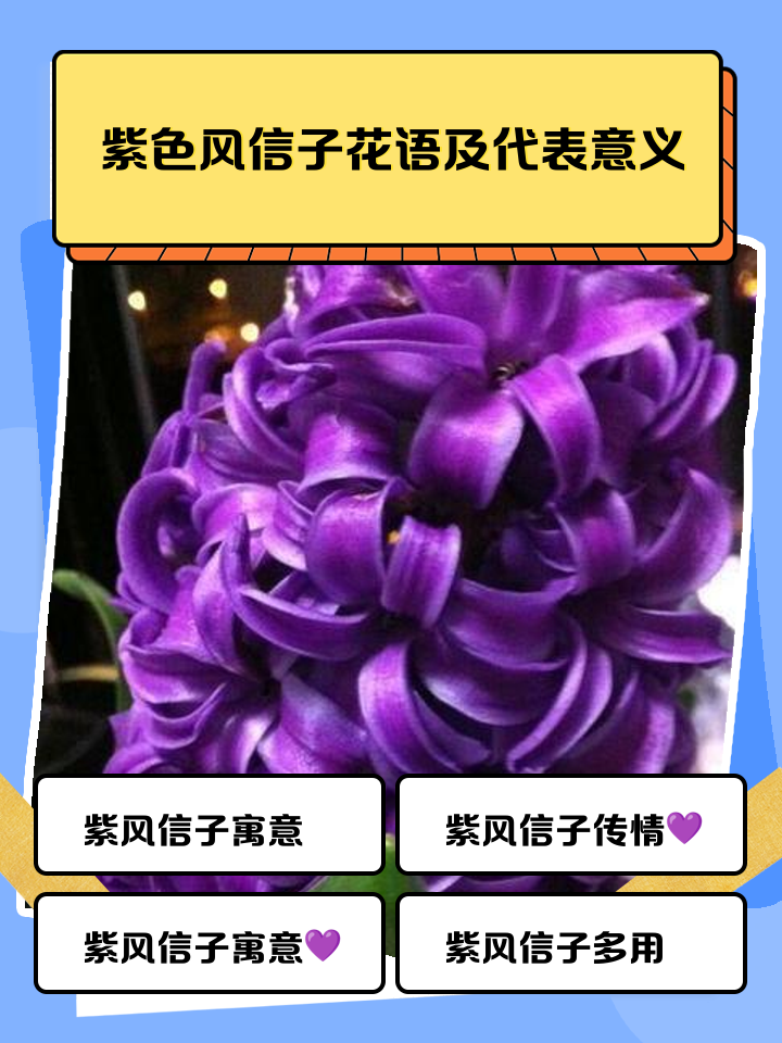 风信子的花语有哪些呢