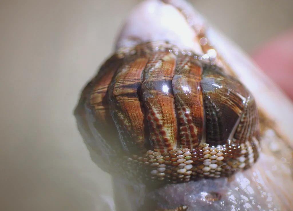 石鳖的读音是什么