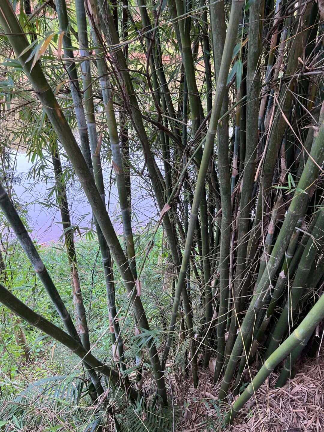 筼筜怎么读筼读几声