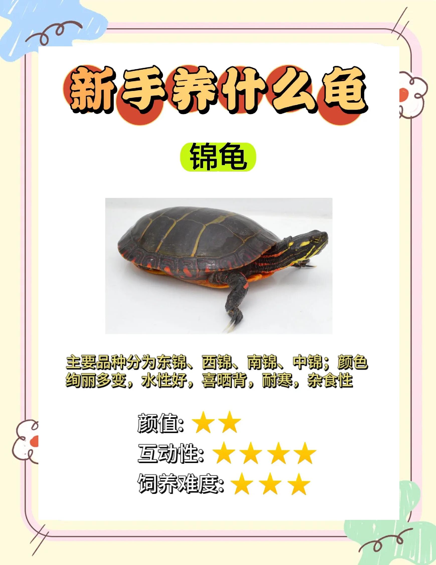 家养小乌龟吃什么 如何喂养