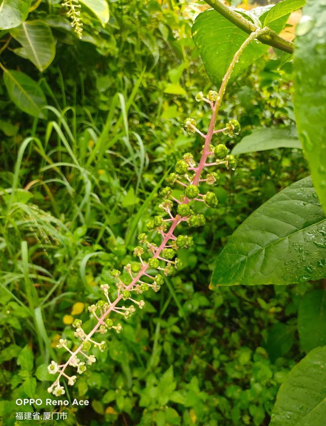 陆生植物有哪些图片