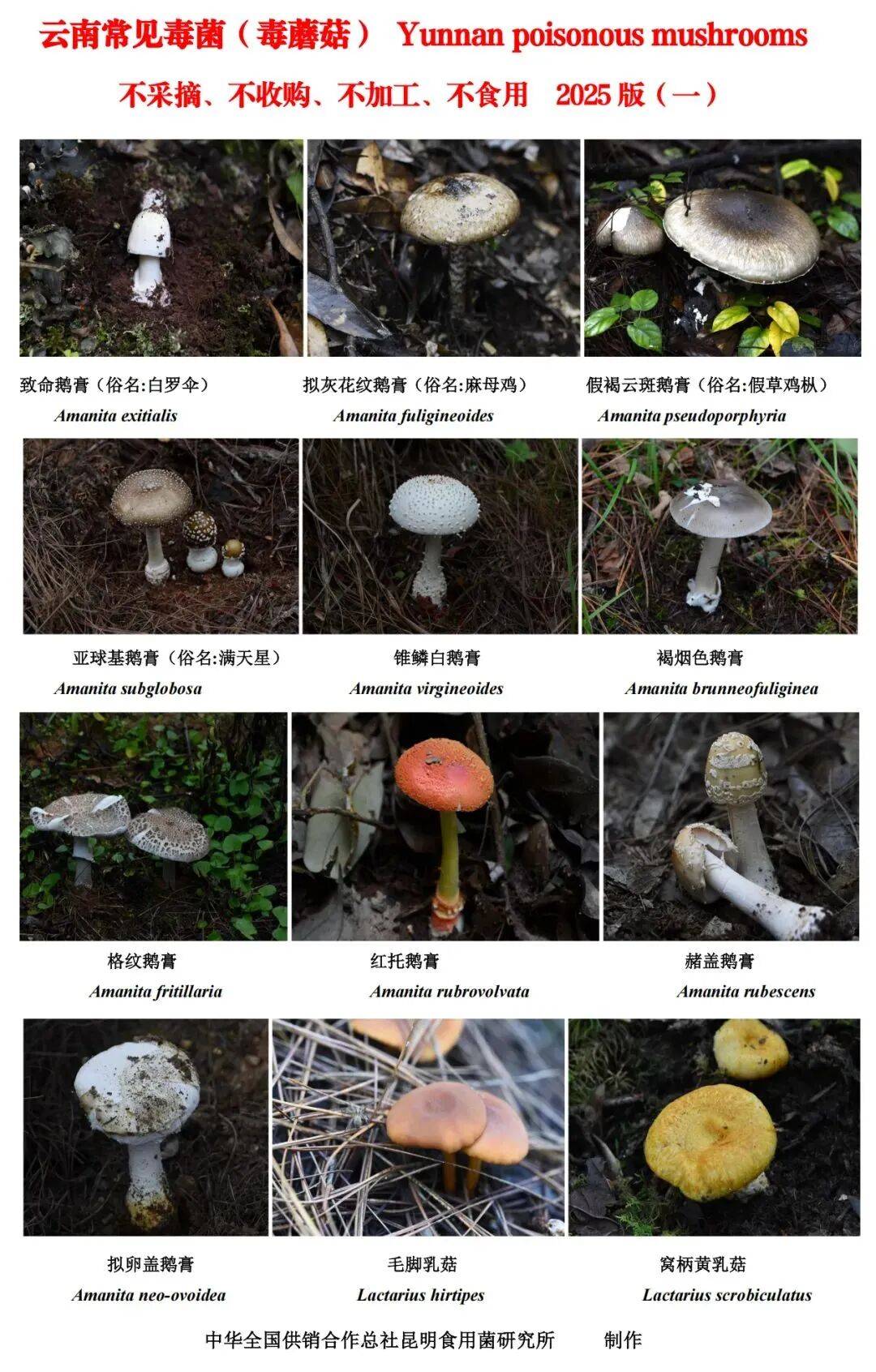 毒蘑菇有哪些特征