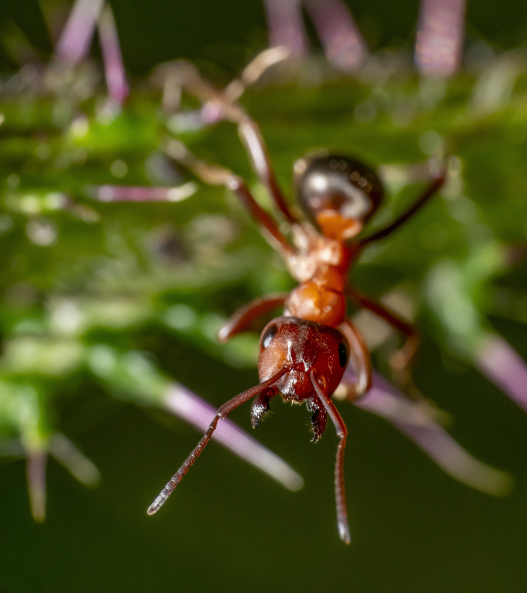 蚂蚁的生活环境的特点