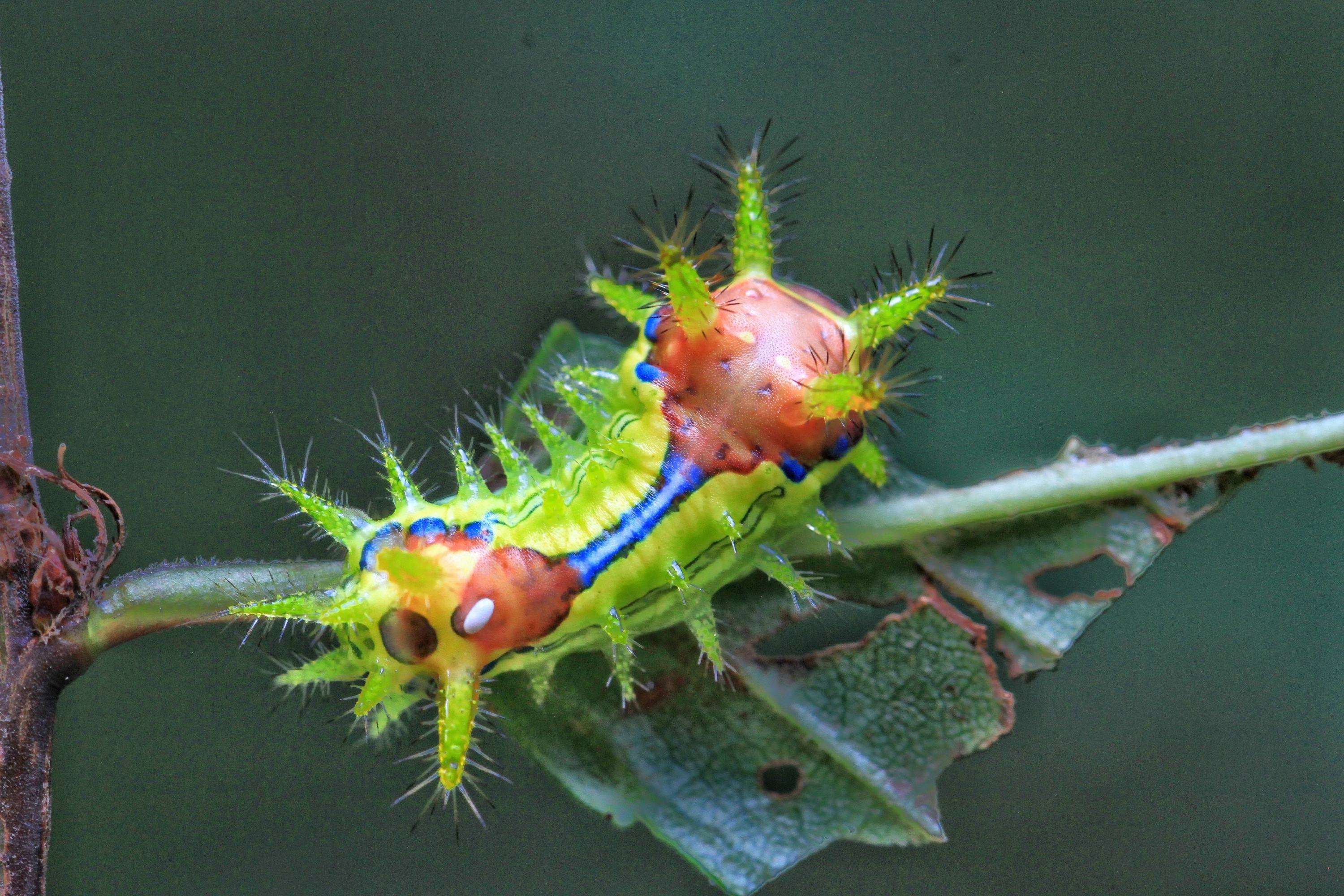 蛾身上的粉有什么作用