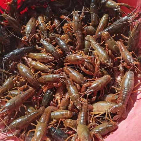 做梦梦到抓虾是什么预兆