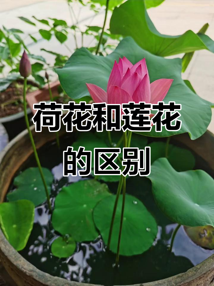 莲花与荷花区别在哪