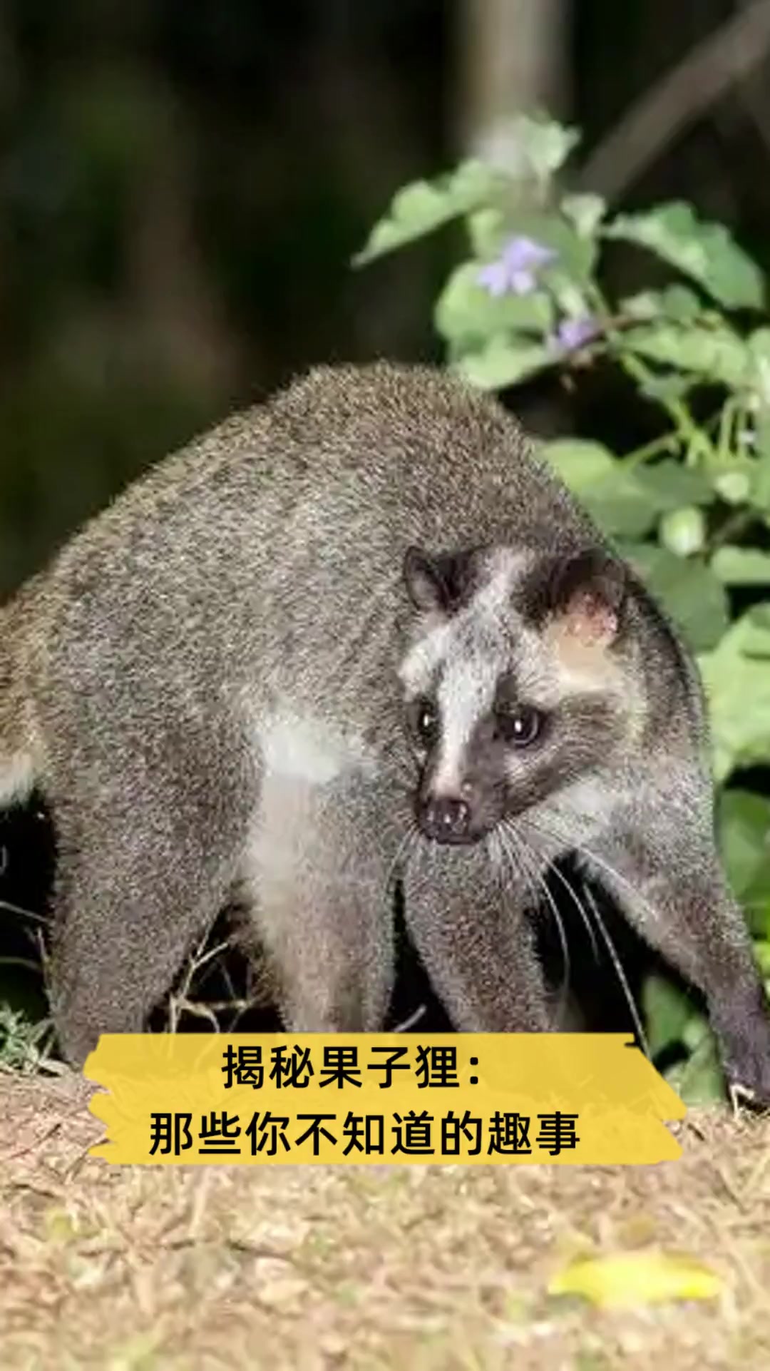 农村说的狸子是什么动物