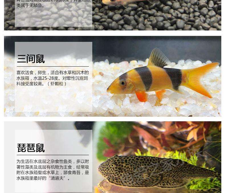 青苔鼠鱼最大能长多大