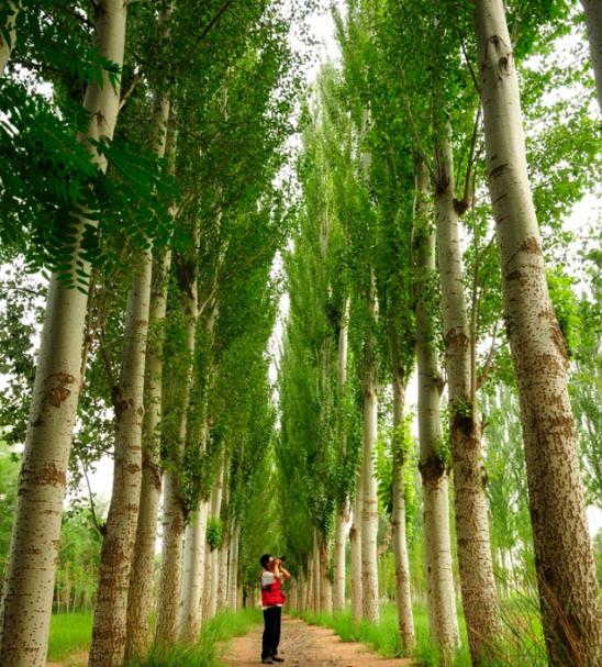 白杨的介绍和特点